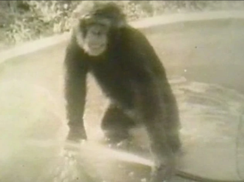a frame of the Monkey gif easter egg in question. the frame is black and white with the chimp standing in a pool and holding a hose spraying water.